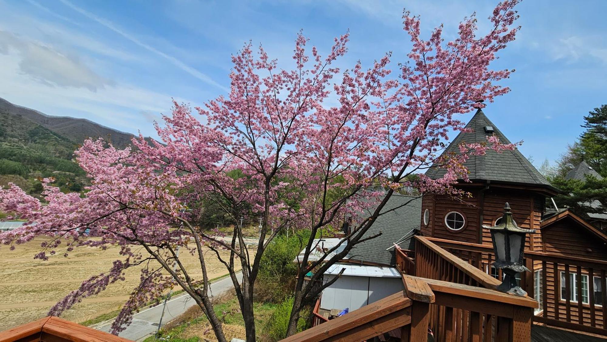 Elf Resort Hotel 平昌 外观 照片